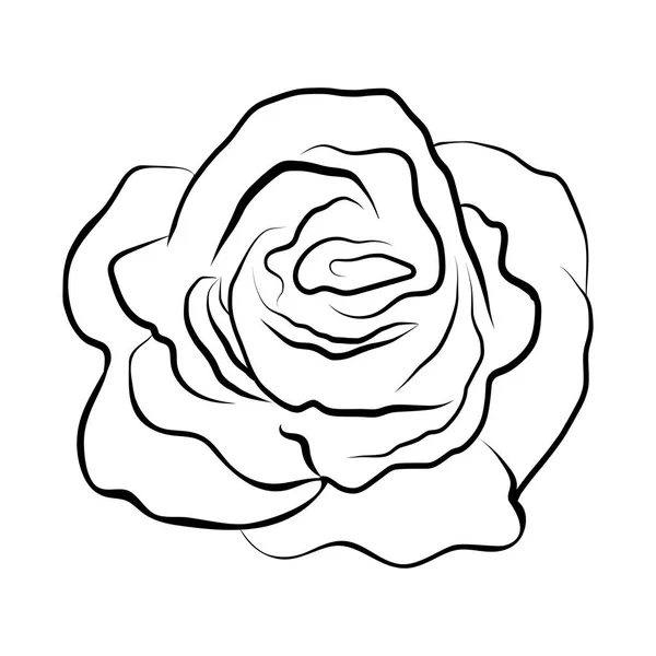 Croquis dessin de ligne de rose — Image vectorielle