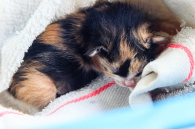 uyuyan bebek kedi yavrusu