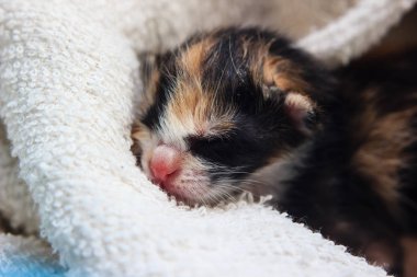 uyuyan bebek kedi yavrusu