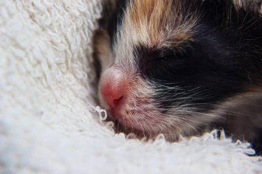 uyuyan bebek kedi yavrusu