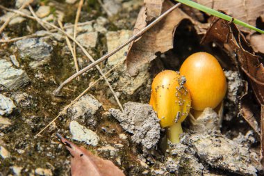 toprağa büyüyen mantar