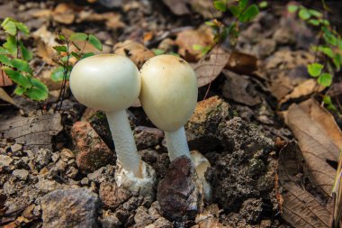 toprağa büyüyen mantar