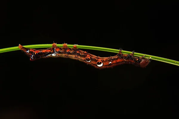 Caterpillar worm on branch in the garden — Stock Photo, Image