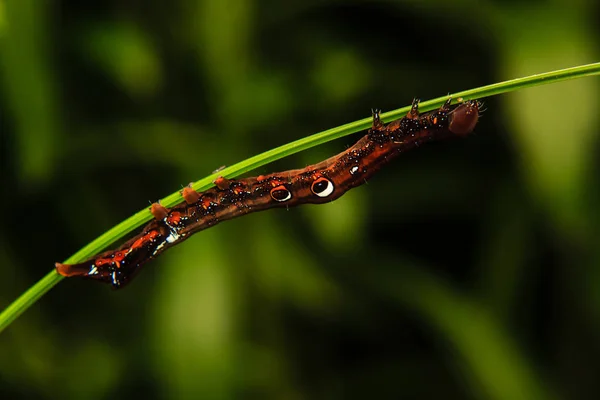 Caterpillar worm op tak in de tuin — Stockfoto