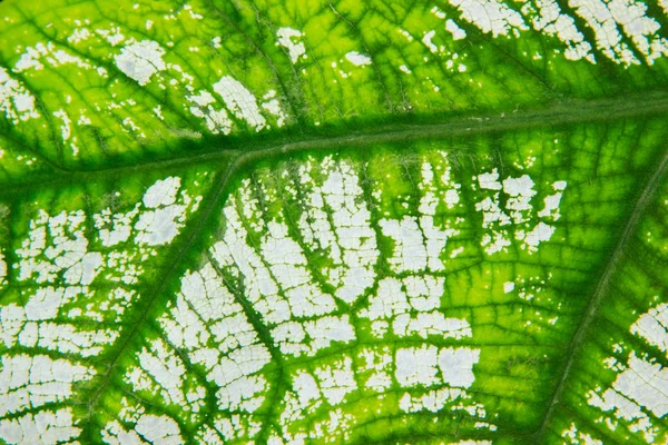 Gros plan des textures des feuilles — Photo