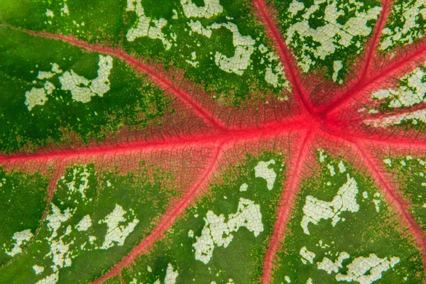 Primer plano de las texturas de las hojas — Foto de Stock