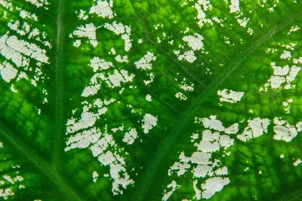 Close up of leaf textures — Stock Photo, Image