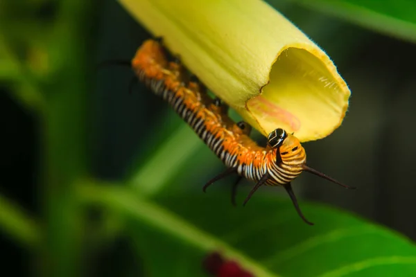 Caterpillar worm in the garden — Stock Photo, Image
