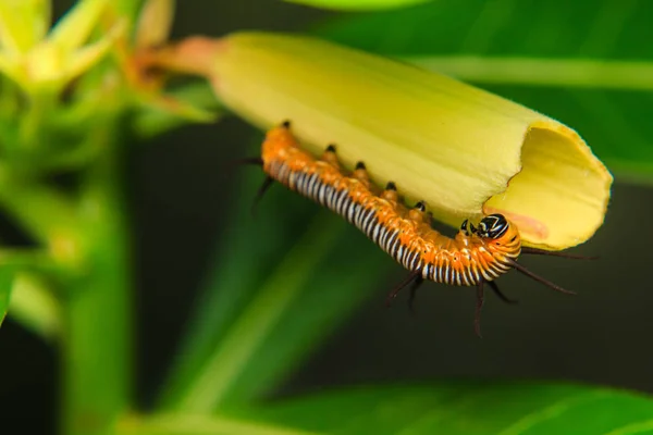 Caterpillar worm in de tuin — Stockfoto
