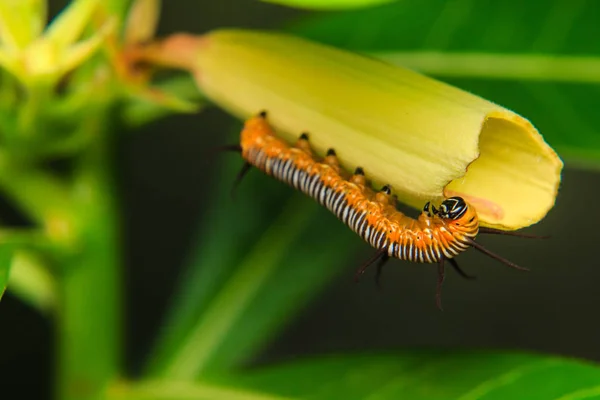 Caterpillar solucan bahçede — Stok fotoğraf