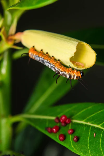 Caterpillar solucan bahçede — Stok fotoğraf