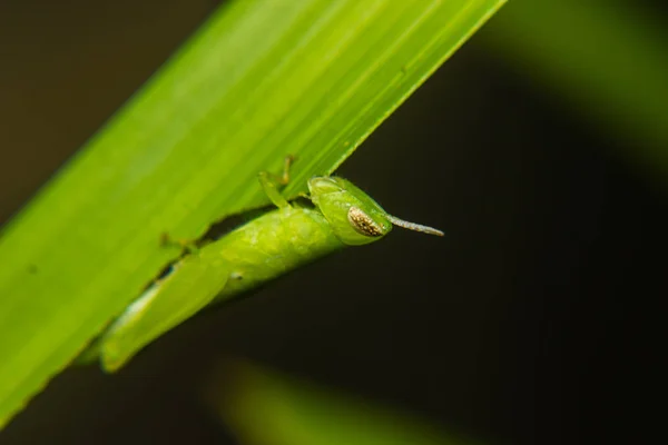 Pequeño saltamontes verde encaramado en el tallo —  Fotos de Stock