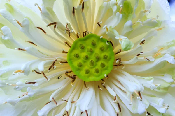 Lotus flower background — Stock Photo, Image