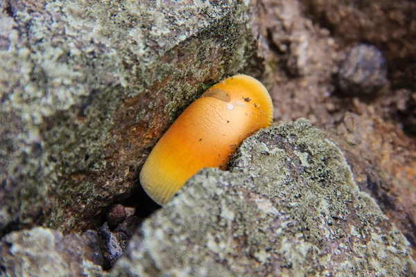 Mushroom growing in the ground — Stock Photo, Image
