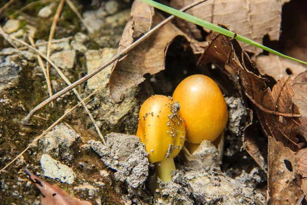 Mushroom growing in the ground — Stock Photo, Image