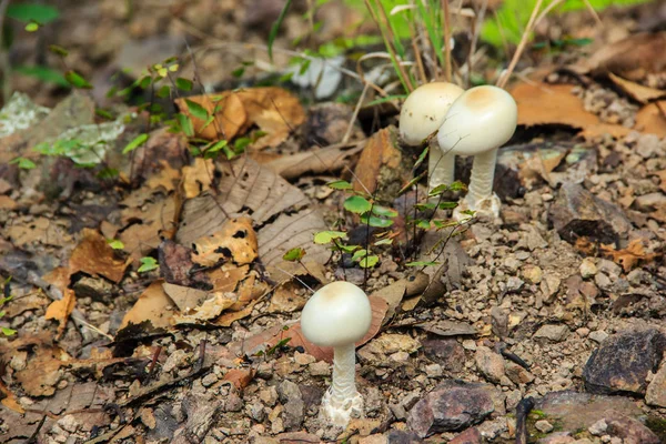 Cogumelo crescendo no chão — Fotografia de Stock