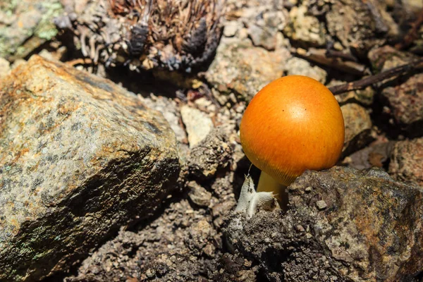 Cogumelo crescendo no chão — Fotografia de Stock