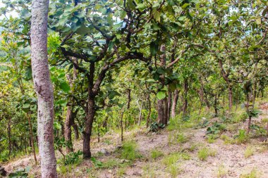 Orman yeşil yapraklar