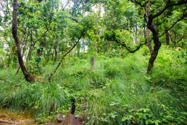 Orman yeşil yapraklar