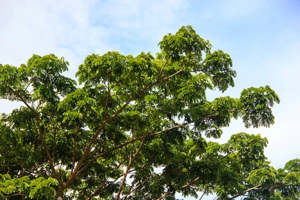 Primer plano árbol verde — Foto de Stock
