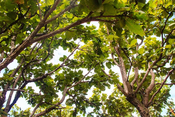 Árbol verde en el bosque — Foto de Stock