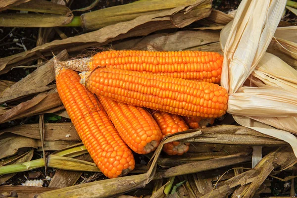 Reifer Mais aus nächster Nähe — Stockfoto