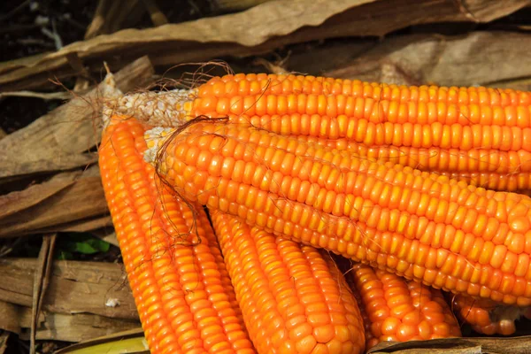 Reifer Mais aus nächster Nähe — Stockfoto