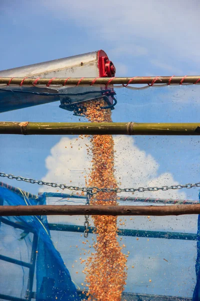 Maisernte auf Ackerland in Thailand — Stockfoto