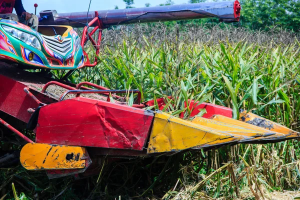 Sklizeň kukuřice na zemědělské půdě v Thajsku — Stock fotografie