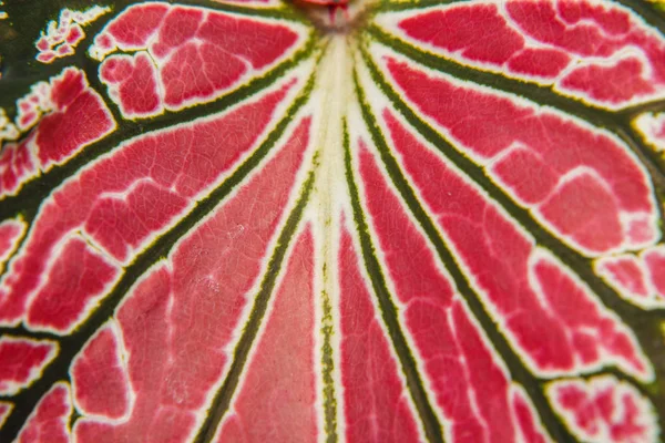 Close up de texturas de folhas — Fotografia de Stock
