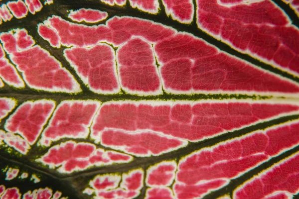 Close up de texturas de folhas — Fotografia de Stock