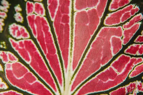 Primer plano de las texturas de las hojas — Foto de Stock