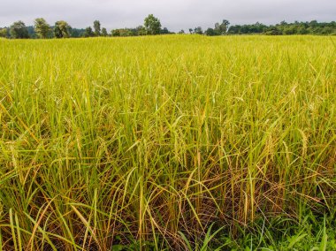 Tarlada çeltik pirinç