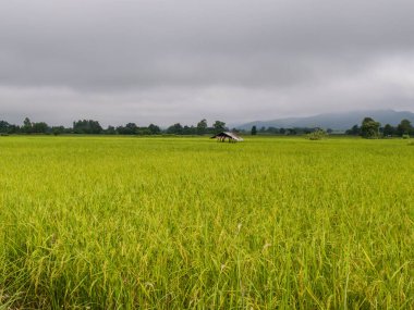 Tarlada çeltik pirinç