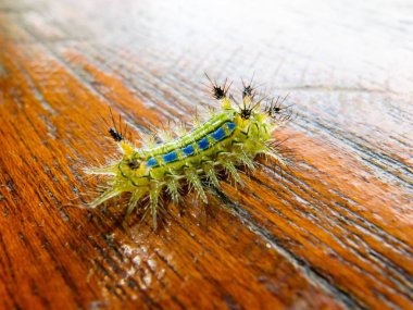 Caterpillar solucan ahşap üzerine