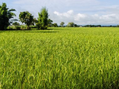 Tarlada çeltik pirinç