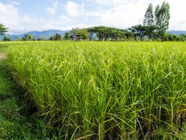 Tarlada çeltik pirinç