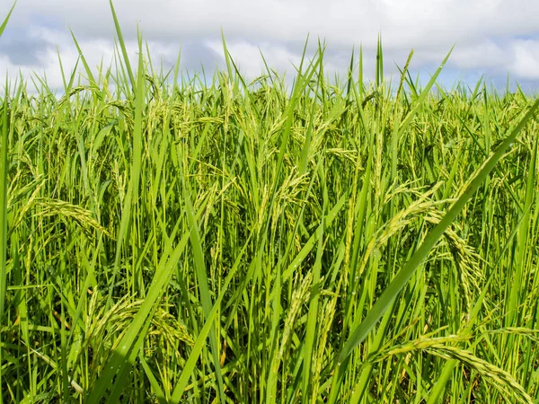 Reis auf dem Feld — Stockfoto