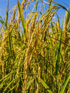 Tarlada çeltik pirinç