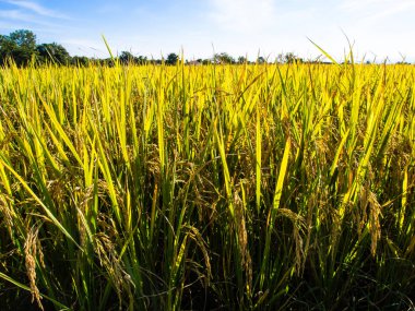 Tarlada çeltik pirinç
