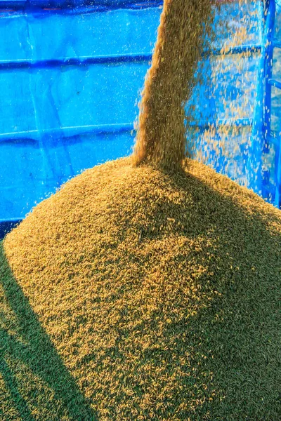 Tayland tarım arazileri üzerinde hasat pirinç