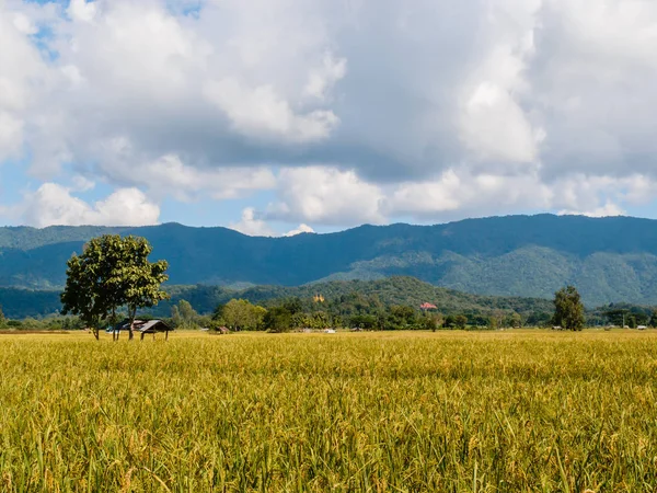 Tarlada çeltik pirinç