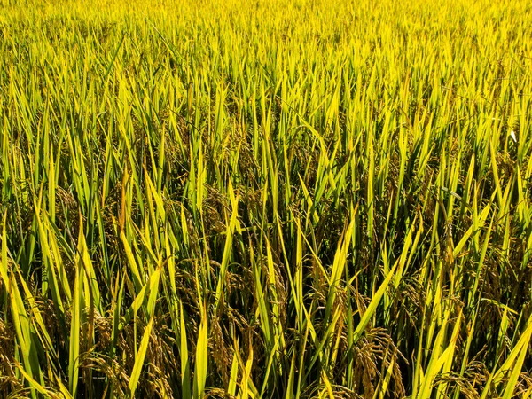 Hántolatlan rizs a mezőn — Stock Fotó