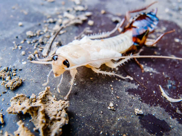 Close-up de barata de moldagem — Fotografia de Stock