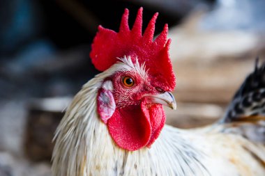 Beyaz tavuk kapatın