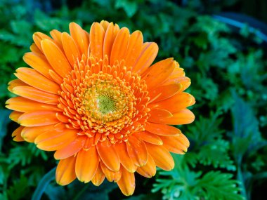 Turuncu Kasımpatı çiçeği