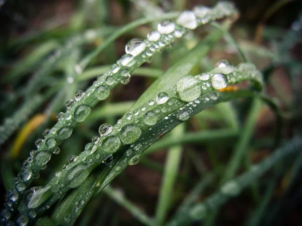 Dew drops på våren gräs. vår bakgrund — Stockfoto