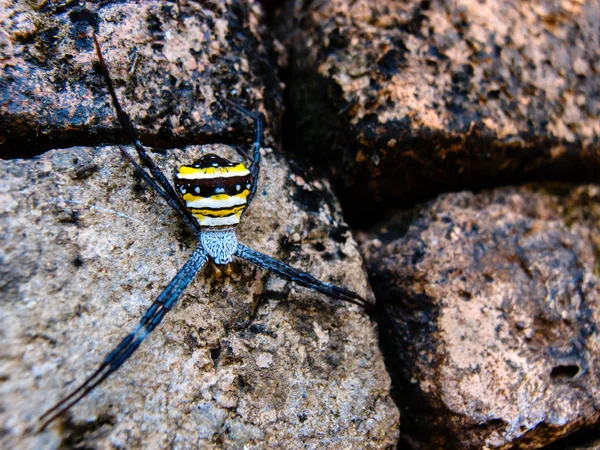 Spider on the rocks — Stock Photo, Image