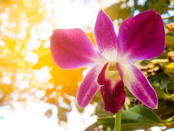 Purple and white orchid with a blurry background — Stock Photo, Image