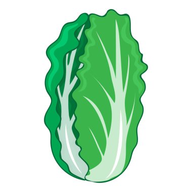 Çin lahanası solated illüstrasyon